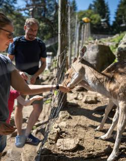 Erlebnisse im Schwarzwald - Feldberger Hof 